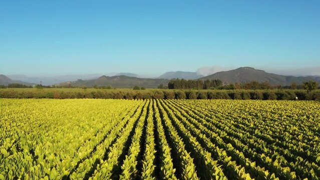 Drone Point of View tobacco field landscape in the evening at countryside of Chile