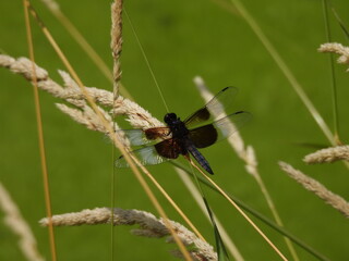 Dragonfly on Grass