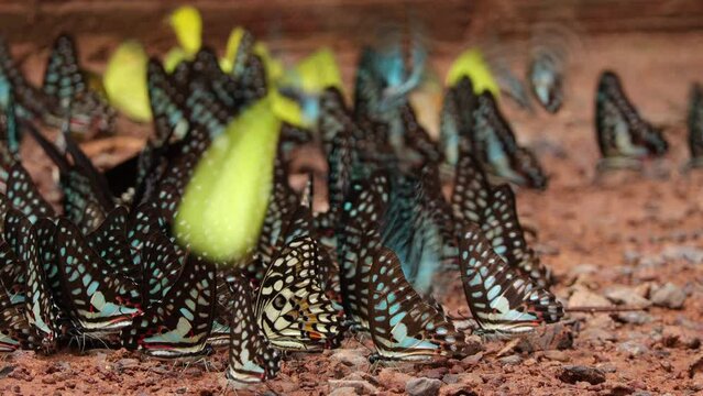 Group of beautiful colorful butterfly on the ground and flying at Pang Sida National Park, Sa Kaeo Province, Thailand.