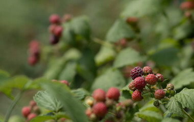 bush with red raspberries in the garden