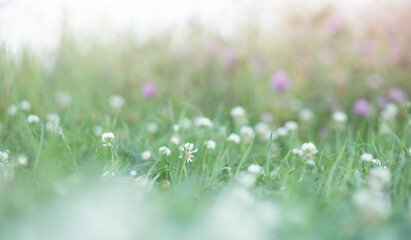delicate white clover flowers in green grass