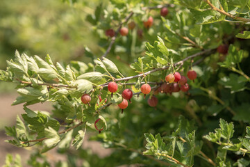 Obraz premium gooseberry hanging on a branch on a bush in the garden