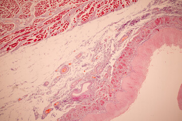 Showing Light micrograph of the Tongue human , Tooth human, Parotid  gland human and Oesophagus...