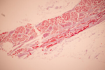 Showing Light micrograph of the Tongue human , Tooth human, Parotid  gland human and Oesophagus...