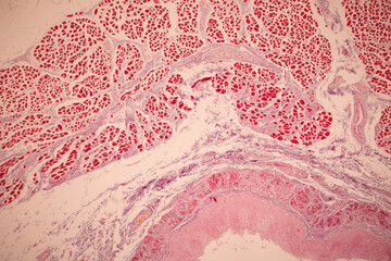 Showing Light micrograph of the Tongue human , Tooth human, Parotid  gland human and Oesophagus human under the microscope for education in the laboratory.