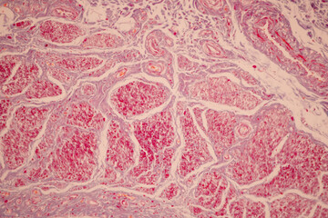 Showing Light micrograph of the Tongue human , Tooth human, Parotid  gland human and Oesophagus...