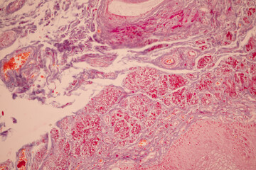 Fototapeta premium Showing Light micrograph of the Tongue human , Tooth human, Parotid gland human and Oesophagus human under the microscope for education in the laboratory.