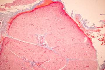 Showing Light micrograph of the Tongue human , Tooth human, Parotid  gland human and Oesophagus...