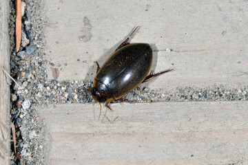 キベリクロヒメゲンゴロウ（北海道・鶴居村）
