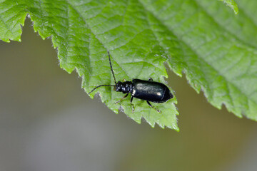クワハムシ（北海道・知床）

