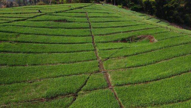 Detailed green fileds zoom out through palm trees. Fields divided by paralell paths on a green hill surrounded by mountains covered by forests. Thailand.