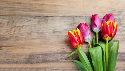 Naklejka na ściany i meble Beautiful colorful tulips on wooden table, top view. Space for text