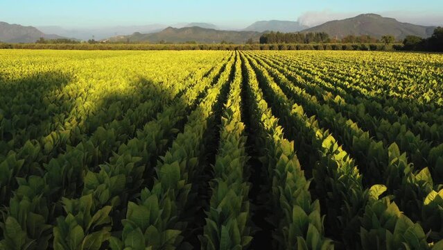 Drone Point of View tobacco field landscape in the evening at countryside of Chile