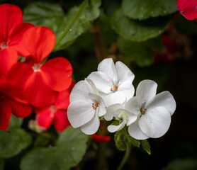 Fototapeta na wymiar Red and white geranium flowers