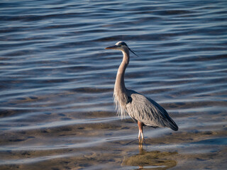 great blue heron