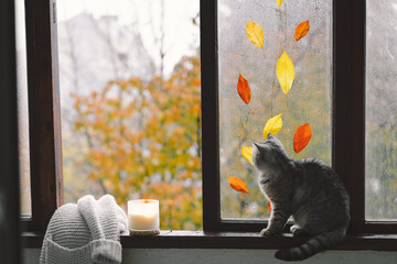 Cute cat of the Scottish straight sitting with cozy autumn still life with pumpkins, knitted woolen sweater on a vintage windowsill. Autumn home decor. Cozy fall mood. Thanksgiving. Halloween.