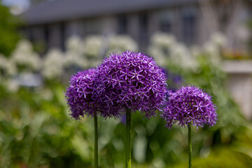 Giant Allium - Purple Plant Ball