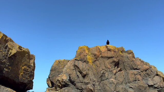 Crow Raven black bird stretching above big yellow rock below from top of rocky cliff mountain. Pan shot low angle. Clear blue sky. POV. Point of view looking up around perspective