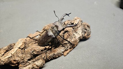 stag beetle2