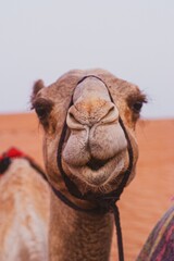 A camel face in the desert