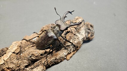 stag beetle3