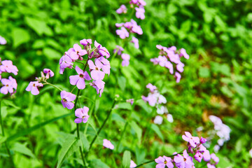 Latin name Hesperis matronalis in bloom on hill with common name Dames Rocket flowering perennial