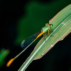 A beautiful little green Blue Damselfly perched on green leaf in pond and nature background, Selective focus, insect macro, Colorful insect in Thailand.