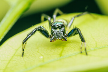 Close up a little Jumping Spider on green leaf, Colorful jumping spider.