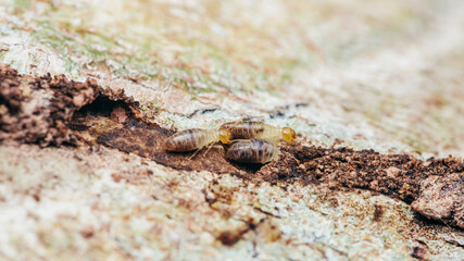 Close up of worker termites walking in nest on forest floor, Termites walking in mud tube, Small termites, Selective focus.