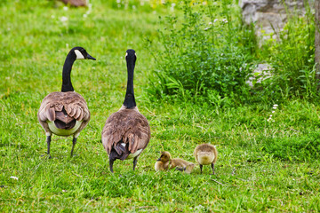 Behinds of Canadian geese parents watching in wrong direction their baby goslings in field
