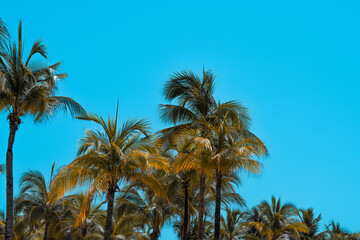 Fototapeta na wymiar Caribbean Palms