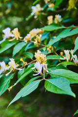 Fototapeta na wymiar Honeysuckle white flowering bush, plant, dark green, sharp shadows, contrast, background asset