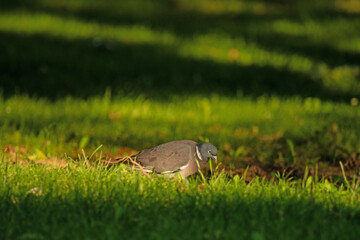 Taube im Gras aufb Futter suche
