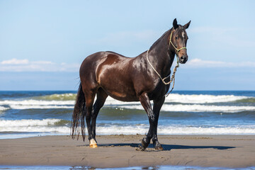 Large horse standing in the sand at the beach