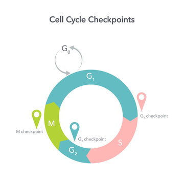Cell Cycle Checkpoints science vector illustration graphic