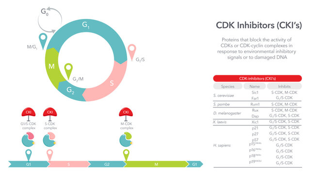 Cyclin Dependent Kinase Inhibitors vector illustration diagram