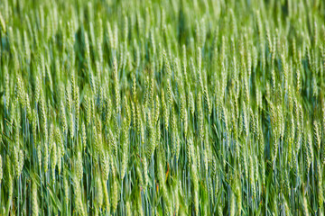 Green field of grains and grasses background asset