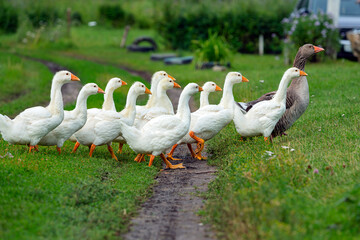 Gray Goose with young white goslings in green grass. A flock of geese enjoy a walk in a Russian village.