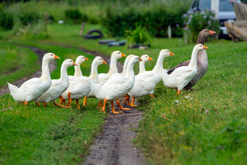 Gray Goose with young white goslings in green grass. A flock of geese enjoy a walk in a Russian village.