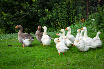 Gray Goose with young white goslings in green grass. A flock of geese enjoy a walk in a Russian village.