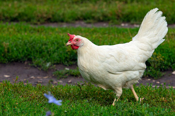 Big organic roaming natural white and village chicken..
