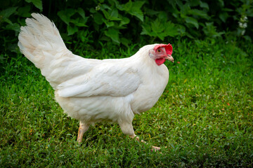Big organic roaming natural white and village chicken..
