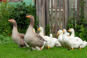 Gray Goose with young white goslings in green grass. A flock of geese enjoy a walk in a Russian village.