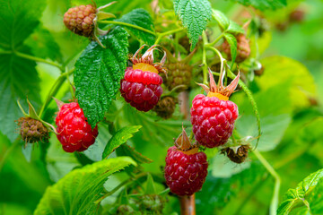 Red raspberries in garden, closeup. Red sweet berries growing on raspberry bush