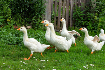A flock of geese walks through the village.