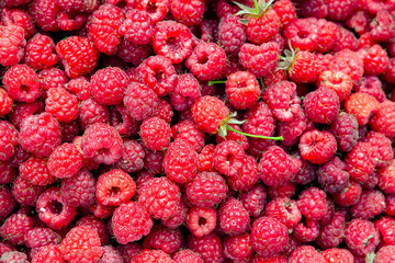 Ripe raspberry background. Red raspberry berries closeup. Juicy raspberry.