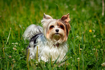 Little Yorkshire Terrier playing in the green grass.
