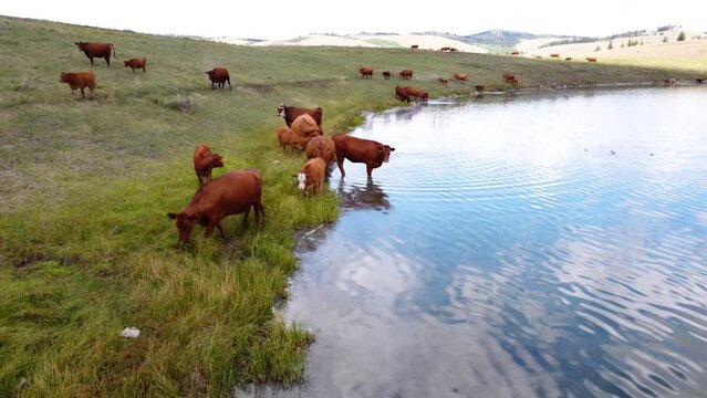 Free Range Cattle Herd of Cows Grazing Freely Along Lake Pasture, Drinking Water | Grass Fed Beef Agriculture Farming Livestock ,Cattle Ranching | Migrating Roaming Freely, Ethical Farming | 1 of 12