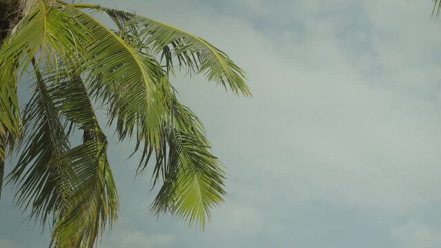 Coconut palm leaves swaying in wind on tropical island