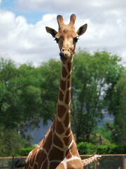 Retrato de una jirafa